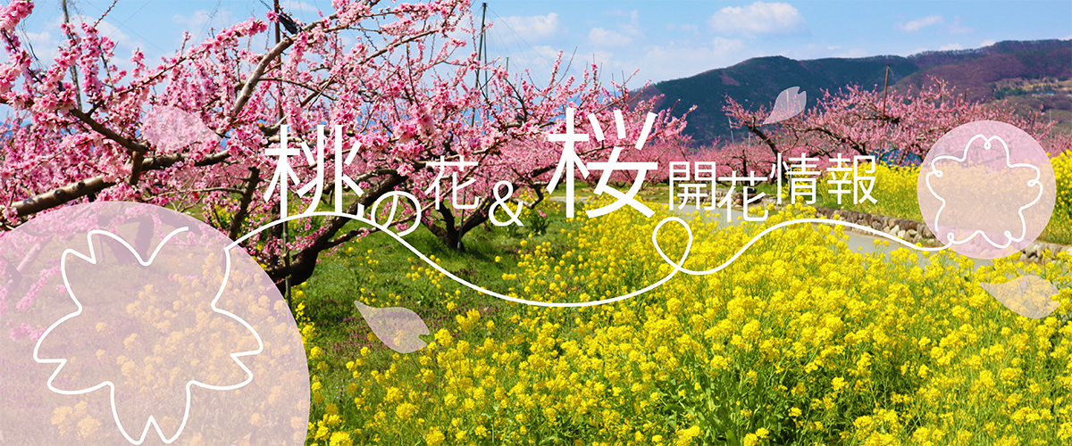 開花情報